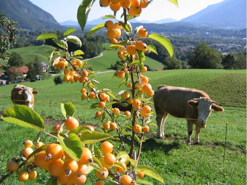Landhaus Fellnerbauer บาดไรเฮนฮัล ภายนอก รูปภาพ